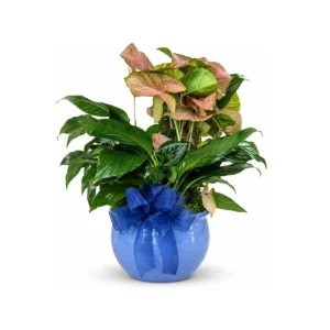 Plant Garden Small