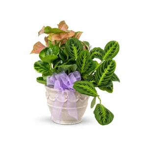 Plant Garden