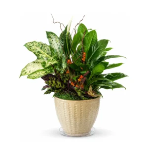 Plant Garden